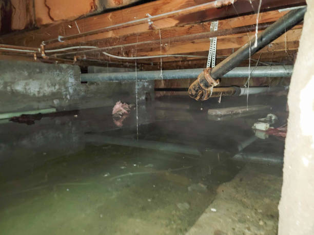 Best Mold removal after water damage  in Boerne, TX